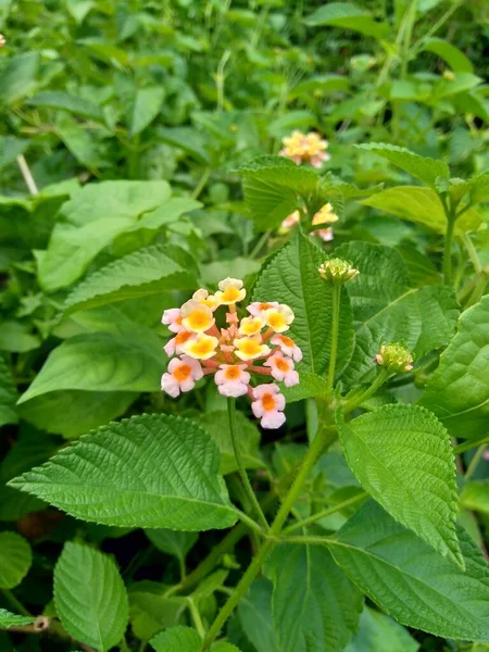 Lantana Camara Lantana Großer Salbei Wilder Salbei Roter Salbei Weißer — Stockfoto