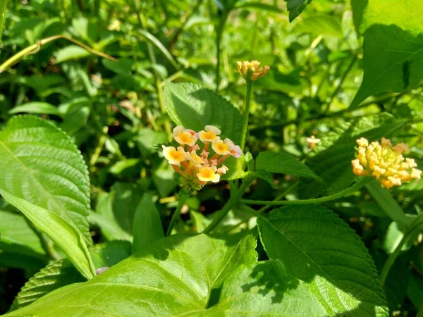 Lantana Camara Lantana Común Salvia Grande Salvia Silvestre Salvia Roja — Foto de Stock