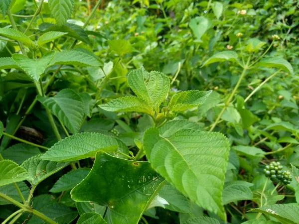 自然を背景にしたランタナのカマラ 一般的なランタナ 大きなセージ 野生のセージ 赤セージ 白セージ ティックベリー 西インドのランタナ ウンベランタナ — ストック写真