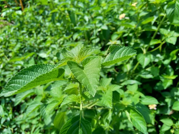 自然を背景にしたランタナのカマラ 一般的なランタナ 大きなセージ 野生のセージ 赤セージ 白セージ ティックベリー 西インドのランタナ ウンベランタナ — ストック写真