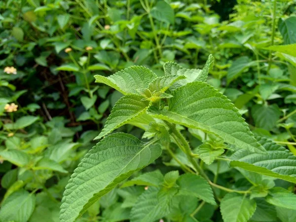 Lantana Camara Lantana Comune Grande Salvia Salvia Selvatica Salvia Rossa — Foto Stock