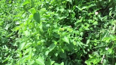 Lantana camara (yaygın lantana, büyük adaçayı, yabani adaçayı, kırmızı adaçayı, beyaz adaçayı, kene üzümü, Batı Hint lantana, umbelanterna) doğal arka plan