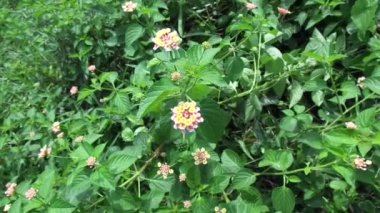 Lantana camara (yaygın lantana, büyük adaçayı, yabani adaçayı, kırmızı adaçayı, beyaz adaçayı, kene üzümü, Batı Hint lantana, umbelanterna) doğal arka plan
