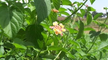 Lantana camara (yaygın lantana, büyük adaçayı, yabani adaçayı, kırmızı adaçayı, beyaz adaçayı, kene üzümü, Batı Hint lantana, umbelanterna) doğal arka plan