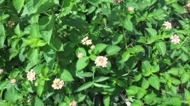 Lantana camara (yaygın lantana, büyük adaçayı, yabani adaçayı, kırmızı adaçayı, beyaz adaçayı, kene üzümü, Batı Hint lantana, umbelanterna) doğal arka plan