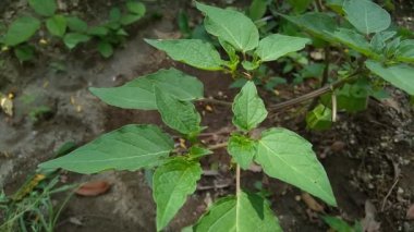 Physalis angulata (ceplukan, ciplukan, kabuklu domates, yer kirazı, physalis peruviana, İnka üzümü, Cape bektaşi üzümü, poha üzümü, altın böğürtlen) ilaç veya meyve için yararlı olan tropikal bitki