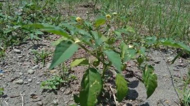 Physalis angulata (ceplukan, ciplukan, kabuklu domates, yer kirazı, physalis peruviana, İnka üzümü, Cape bektaşi üzümü, poha üzümü, altın böğürtlen) ilaç veya meyve için yararlı olan tropikal bitki