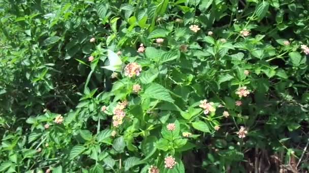 Lantana Camara Lantana Común Salvia Grande Salvia Silvestre Salvia Roja — Vídeo de stock
