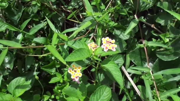 自然を背景にしたランタナのカマラ 一般的なランタナ 大きなセージ 野生のセージ 赤セージ 白セージ ティックベリー 西インドのランタナ ウンベランタナ — ストック動画