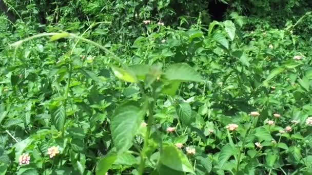 Lantana Camara Lantana Común Salvia Grande Salvia Silvestre Salvia Roja — Vídeo de stock