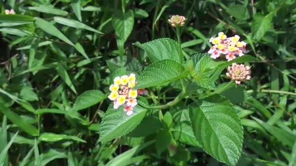 Lantana Camara Vanlig Lantana Stor Salvia Vild Salvia Röd Salvia — Stockvideo