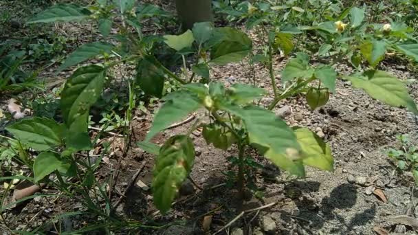 Physalis Angulata Ceplukan Ciplukan Husk Tomatoes Groundcherries Physalis Peruviana Inca — стоковое видео