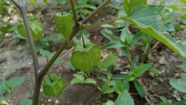 Physalis Angulata Ceplukan Ciplukan Husk Tomatoes Groundcherries Physalis Peruviana Inca — Stock Video