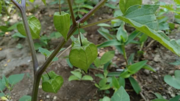 Physalis Angulata Ceplukan Ciplukan Pomidory Łuskane Wiśnie Physalis Peruviana Inca — Wideo stockowe