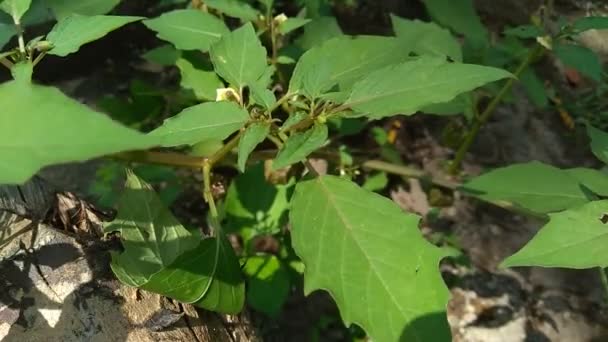 Physalis Angulata Ceplukan Ciplukan Pomodori Buccia Groundcherries Physalis Peruviana Bacca — Video Stock