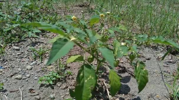 Physalis Angulata Ceplukan Disciplukan Plevy Rajčat Mleté Třešně Physalis Peruviana — Stock video