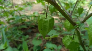 Physalis angulata (ceplukan, ciplukan, kabuklu domates, yer kirazı, physalis peruviana, İnka üzümü, Cape bektaşi üzümü, poha üzümü, altın böğürtlen) ilaç veya meyve için yararlı olan tropikal bitki