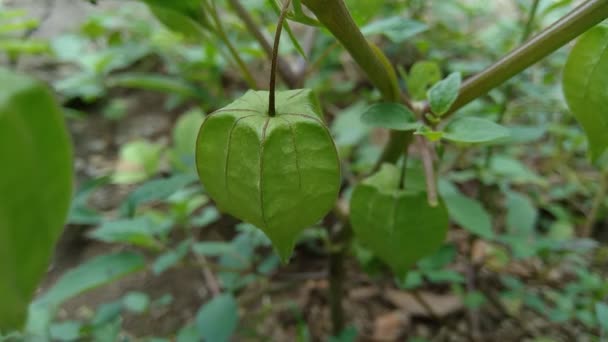 Physalis Angulata Ceplukan Ciplukan Pomidory Łuskane Wiśnie Physalis Peruviana Inca — Wideo stockowe