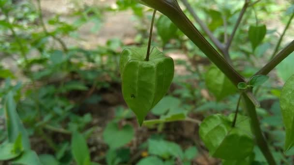 Physalis Angulata Ceplukan Ciplukan Skalktomater Körsbär Physalis Peruviana Inka Bär — Stockvideo