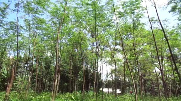 Albizia Chinensis Drzewo Jedwabne Albizia Chińska Kool Wiszące Khang Kang — Wideo stockowe