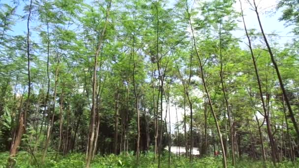 Albizia Chinensis Árvore Seda Albizia Chinesa Kool Khang Pendurado Kang — Vídeo de Stock