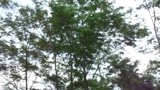 Albizia Chinensis Ipek Ağacı Çin Albizia Kool Khang Hung Kang — Stok video