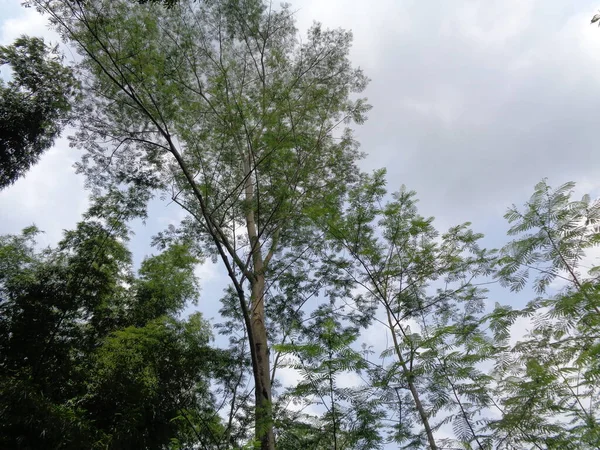 Albizia Chinensis Drzewo Jedwabne Albizia Chińska Kool Wiszące Khang Kang — Zdjęcie stockowe