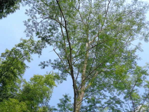 Albizia Chinensis Шовкове Дерево Китайська Альбіція Кул Ханг Висять Канг — стокове фото