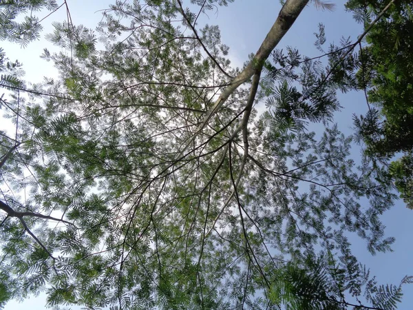 Albizia Chinensis Шовкове Дерево Китайська Альбіція Кул Ханг Висять Канг — стокове фото