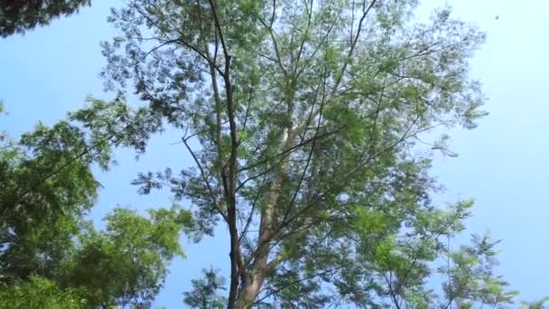 具有自然背景的中国金银花 蚕丝树 中国金银花 — 图库视频影像