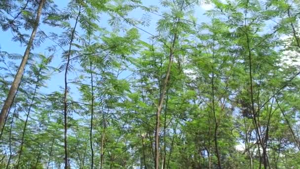 自然を背景にしたアルビジア チンエンシス シルクの木 中国のアルビジア クール ハング カンラン チャム セニョン — ストック動画