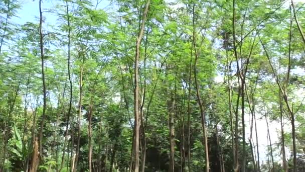 Albizia Chinensis Drzewo Jedwabne Albizia Chińska Kool Wiszące Khang Kang — Wideo stockowe