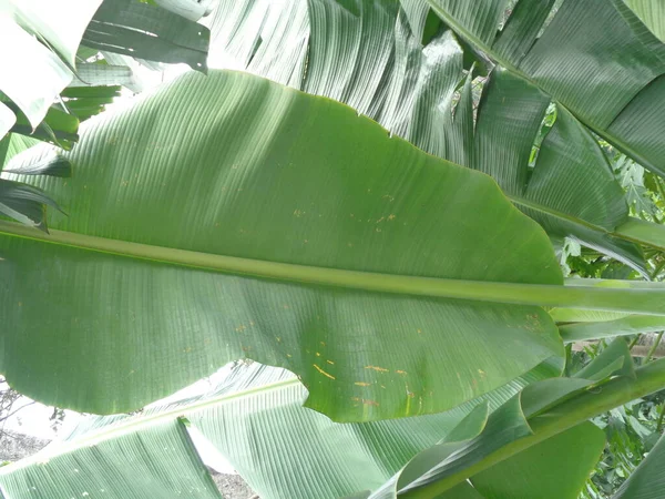 Листя Бананів Природним Фоном — стокове фото