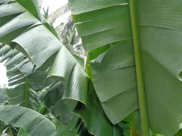 Hojas Plátano Con Fondo Natural — Foto de Stock