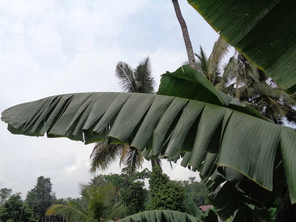 Bananenbladeren Met Natuurlijke Achtergrond — Stockfoto