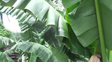 Muz yaprakları doğal arkaplanlı