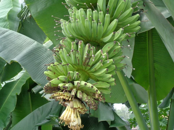 Rauwe Banaan Met Natuurlijke Achtergrond — Stockfoto