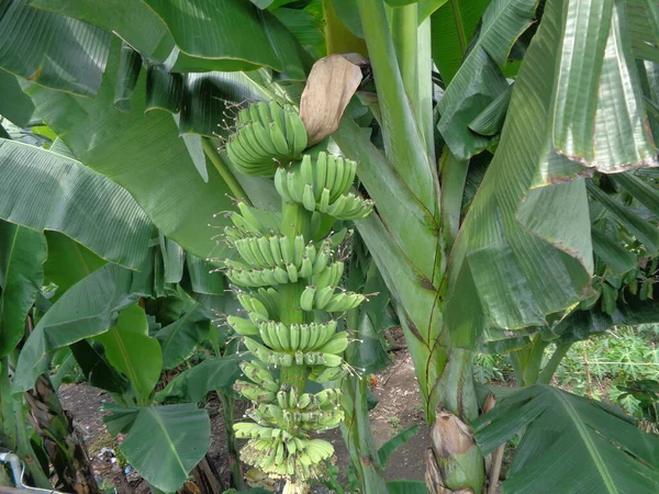 Ωμή Μπανάνα Φυσικό Υπόβαθρο — Φωτογραφία Αρχείου