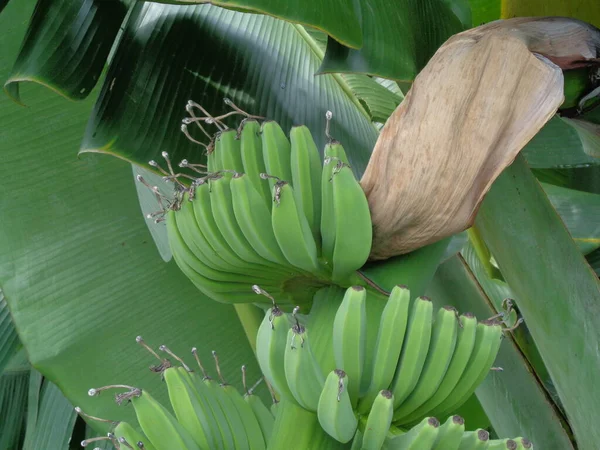 Rauwe Banaan Met Natuurlijke Achtergrond — Stockfoto