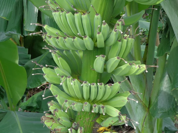 Rauwe Banaan Met Natuurlijke Achtergrond — Stockfoto