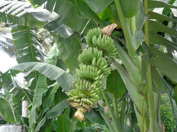 Banana Cruda Con Sfondo Naturale — Foto Stock
