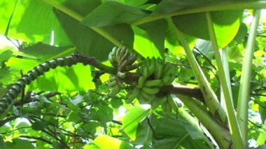 Doğal arka planı olan çiğ muz.