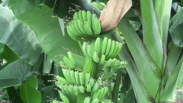 Rauwe Banaan Met Natuurlijke Achtergrond — Stockvideo