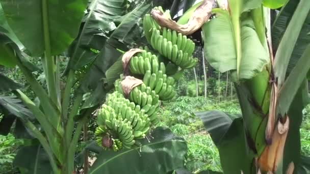 Banana Cruda Con Sfondo Naturale — Video Stock