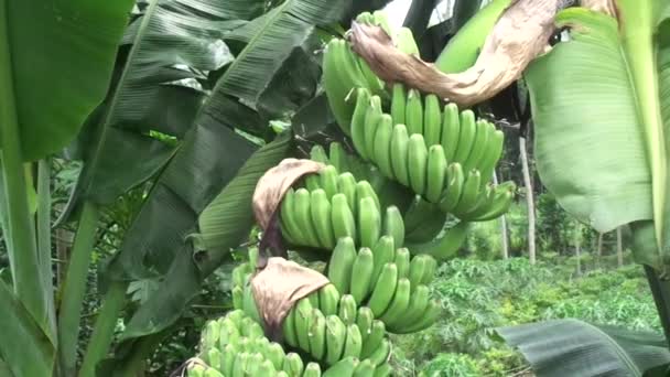 Rohe Banane Mit Natürlichem Hintergrund — Stockvideo