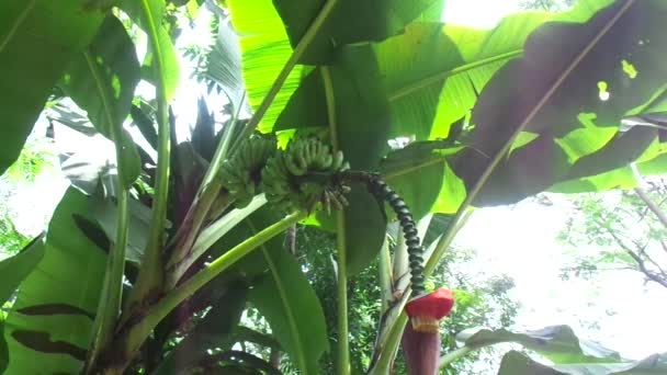 Rohe Banane Mit Natürlichem Hintergrund — Stockvideo