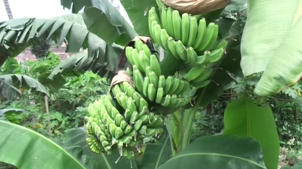 Plátano Crudo Con Fondo Natural — Vídeo de stock