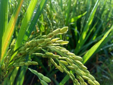 Doğal arkaplanı olan pirinci kapat.