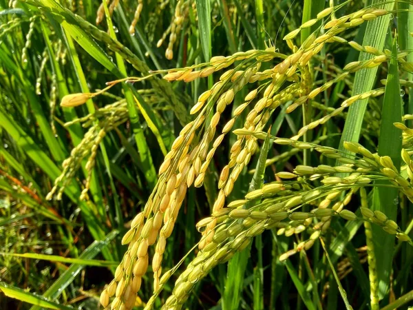 Close Rice Natural Background — Stock Photo, Image