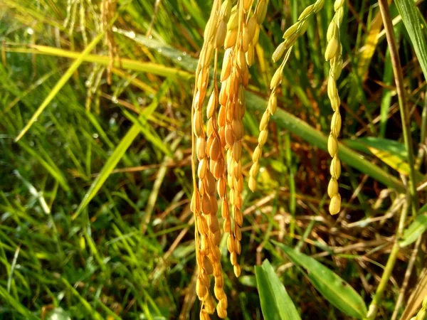 Primer Plano Arroz Con Fondo Natural — Foto de Stock